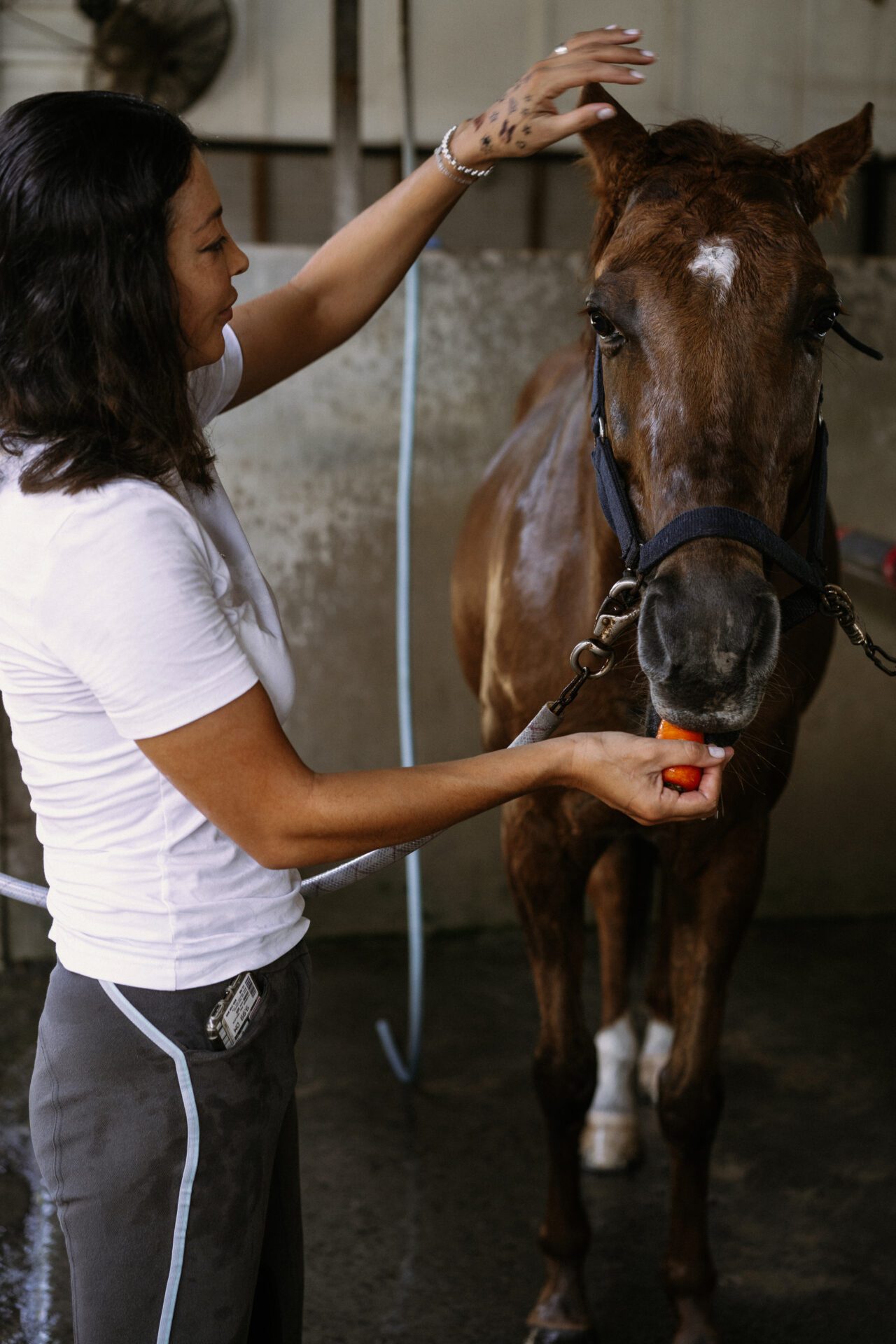 Close up on veterinary doctor taking care of pet